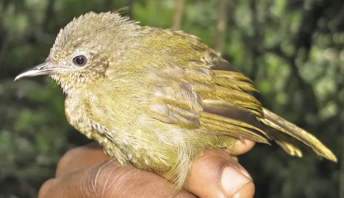 File:Grauer's Warbler (Graueria vittata) (15159977611).jpg