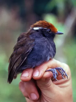 File:Conopophaga castaneiceps.jpg