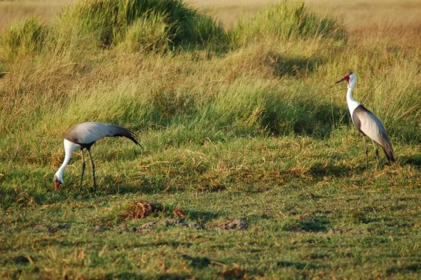 File:Bugeranus carunculatus Okavango1.jpg