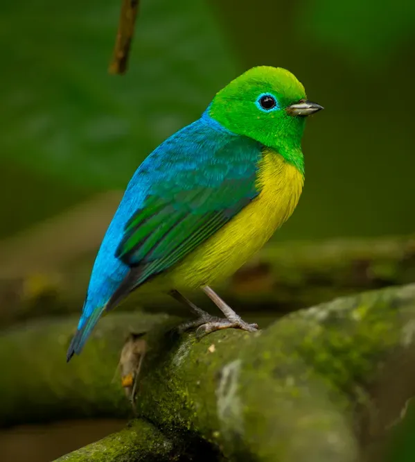 File:Chlorophonia cyanea Blue-naped Chlorophonia (cropped).jpg