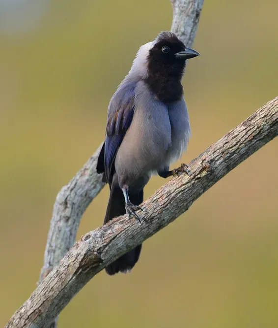 File:Cyanocorax violaceus (cropped).jpg