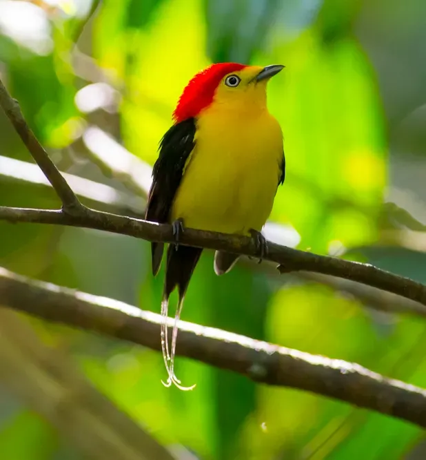 File:Pipra filicauda - Wire-tailed Manakin (cropped).jpg