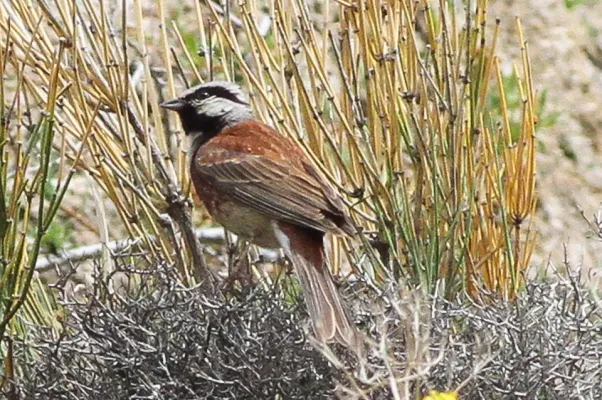 File:White-capped Bunting (Emberiza stewarti) (8079423217).jpg