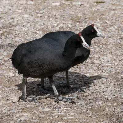 File:16-02-22-Fulica-cristata-RalfR RR26156.jpg