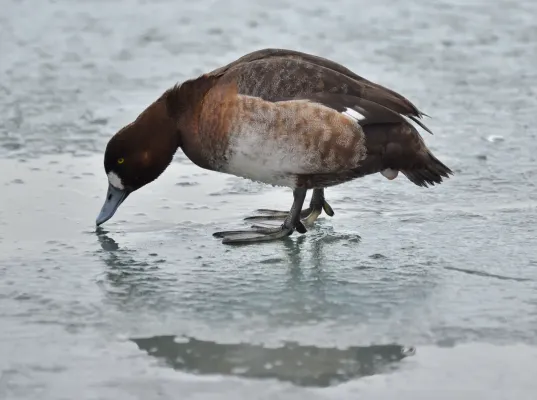File:Aythya marila nearctica F 1Yr Ontario.jpg