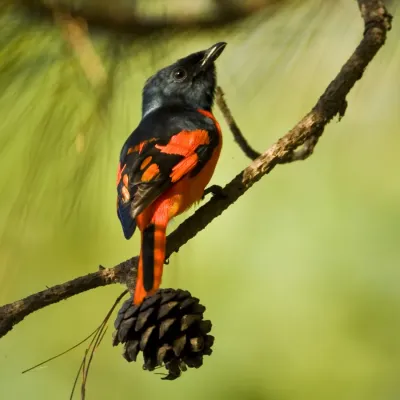 File:Short-billed Minivet (male) - Pericrocotus brevirostris.jpg