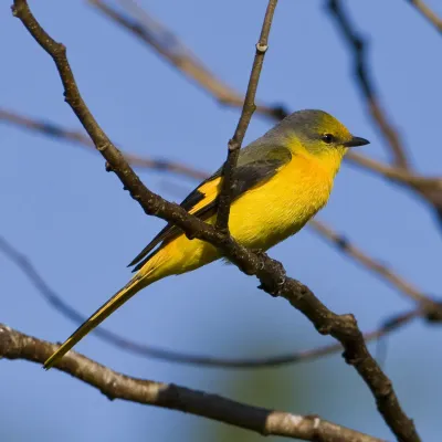 File:Short-billed Minivet (female) - Pericrocotus brevirostris.jpg