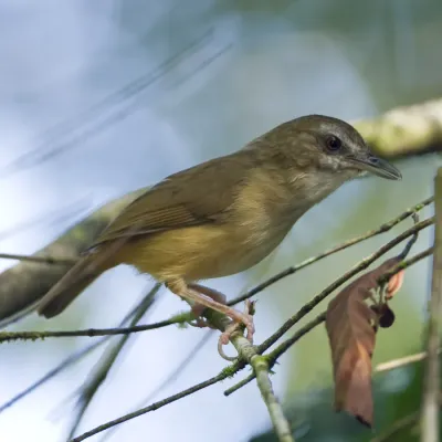 File:Abbot's Babbler - Malacocincla abbotti.jpg