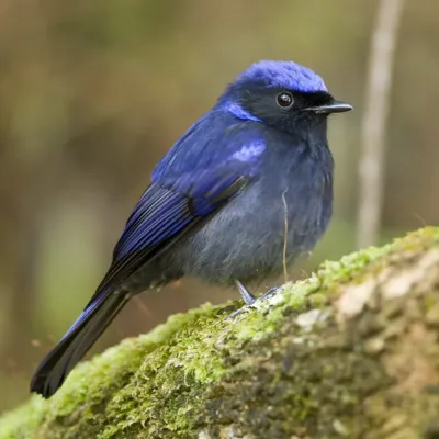 File:Small Niltava (male) - Niltava macgrigoriae.jpg