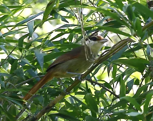 File:Biatas nigropectus - White-bearded antshrike (female).JPG