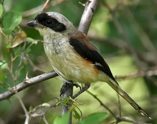 File:Bay-backed Shrike (Lanius vittatus) in Anantgiri, AP W IMG 8868.jpg