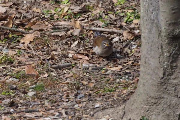 File:Pale Thrush (Turdus pallidus) (24734673842).jpg