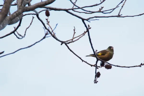 File:Oriental Greenfinch (Chloris sinica) (23975217950).jpg
