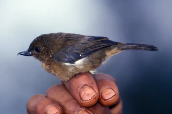 File:Diglossa albilatera.jpg