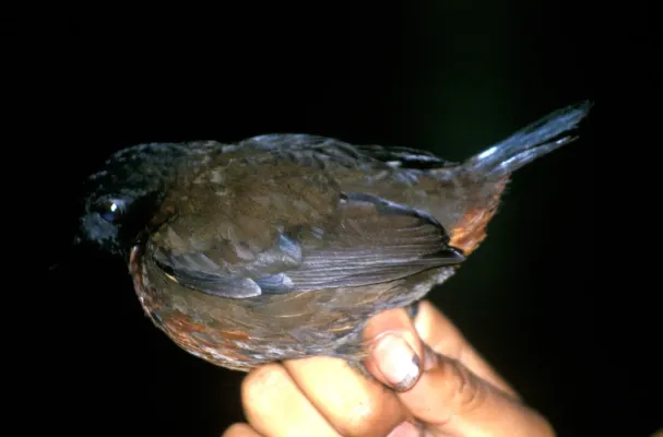 File:Formicarius rufipectus.jpg