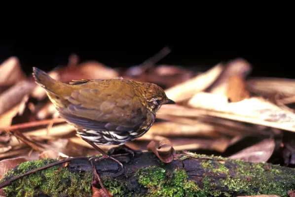 File:Chamaeza nobilis 2.jpg