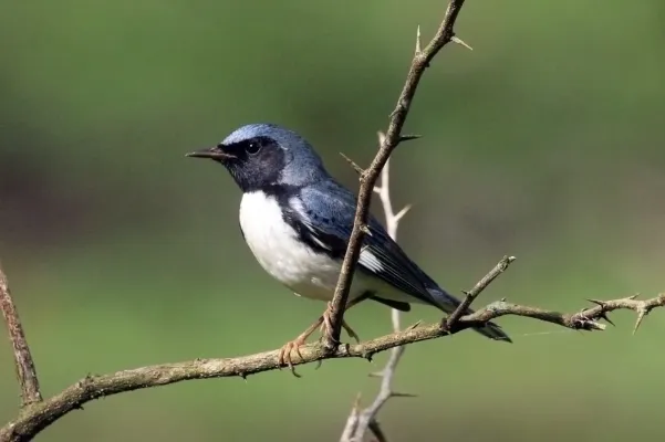 File:Black-throated blue warbler (Setophaga caerulescens) male.jpg