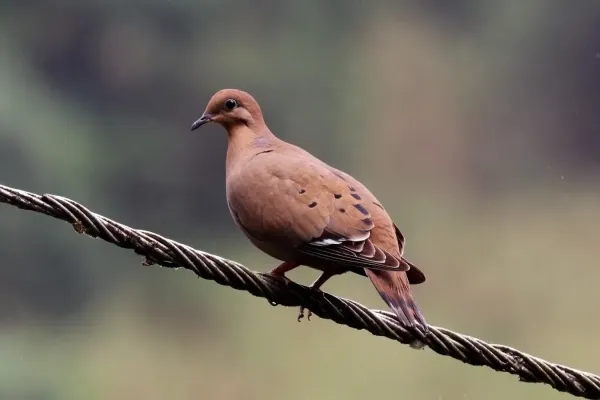 File:Zenaida dove (Zenaida aurita) male.JPG
