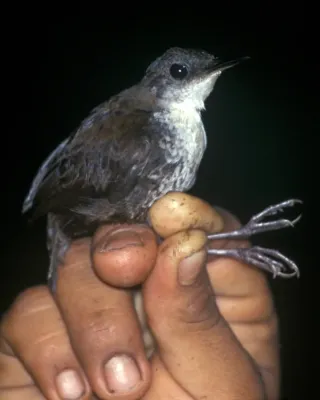 File:Microcerculus marginatus.jpg