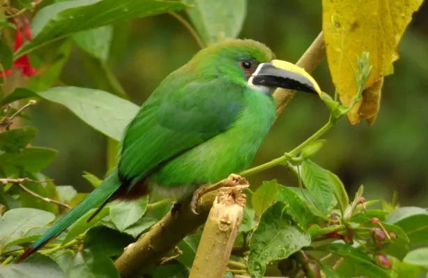 File:Aulacorhynchus albivitta (14458390459).jpg
