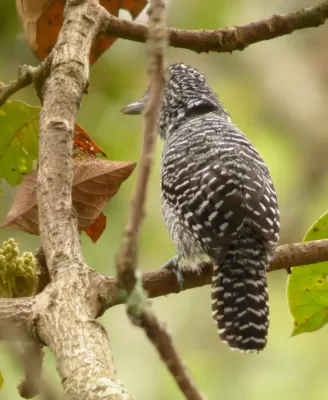 File:Thamnophilus multistriatus (Batará carcajada) - Macho (16372473566).jpg