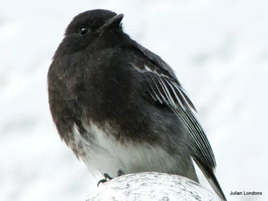 File:Black Phoebe (Sayornis nigricans) (5371309122).jpg