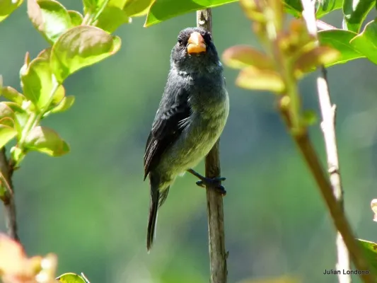 File:Grey Seedeater (Sporophila intermedia) (5358900278).jpg