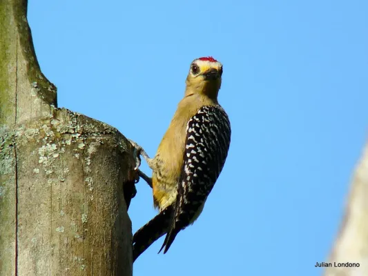 File:Red-crowned Woodpecker (Melanerpes rubricapillus) (5060827495).jpg