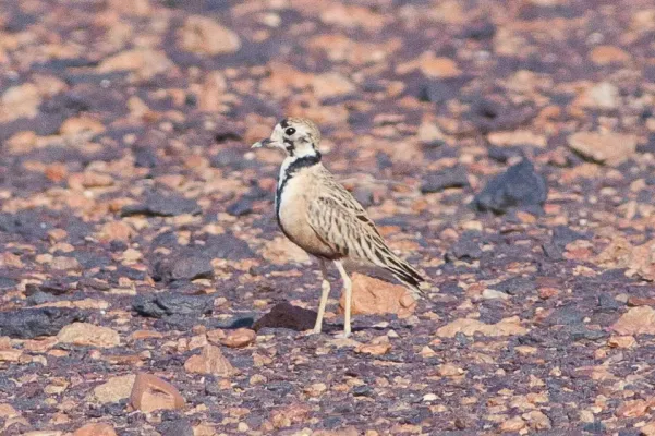 File:Inland Dotterel (Peltohyas australis) (8079587660).jpg