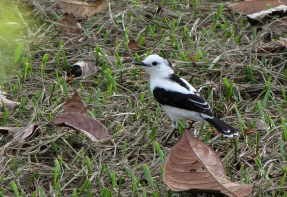File:Fluvicola pica (Viudita común) (14065677299).jpg