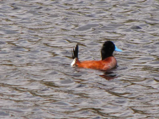 File:Oxyura ferruginea (Pato andino) macho, Armenia, Colombia (4833934045).jpg