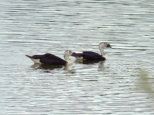 File:Sarkidiornis sylvicola (Pato moñudo), Colombia (16398419065).jpg