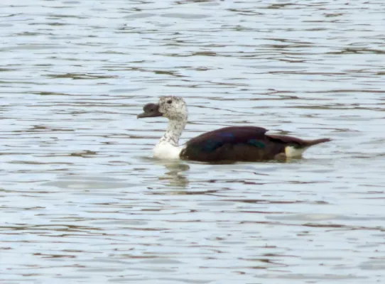 File:Sarkidiornis sylvicola (Pato moñudo), Colombia (16211011670).jpg
