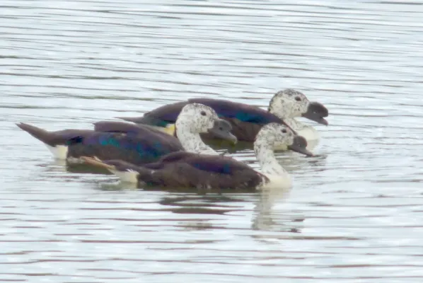 File:Sarkidiornis sylvicola (Pato moñudo), Colombia (16372430426).jpg