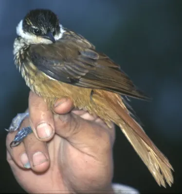 File:Pseudocolaptes boissonneautii.jpg