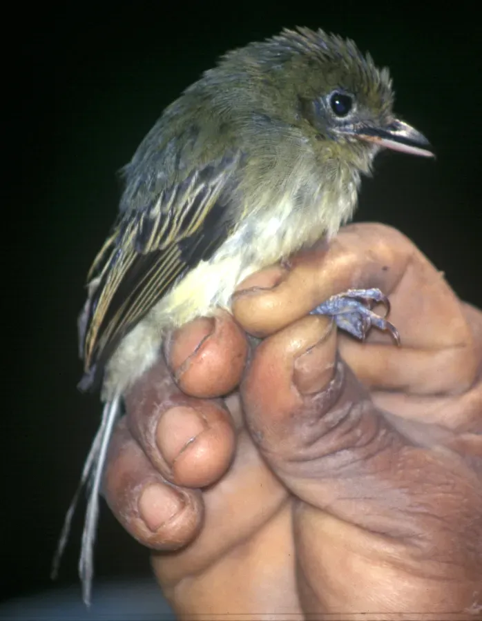 File:Rhynchocyclus olivaceus.jpg