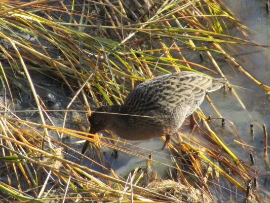File:Rallus obsoletus, Oakland, California 2.jpg