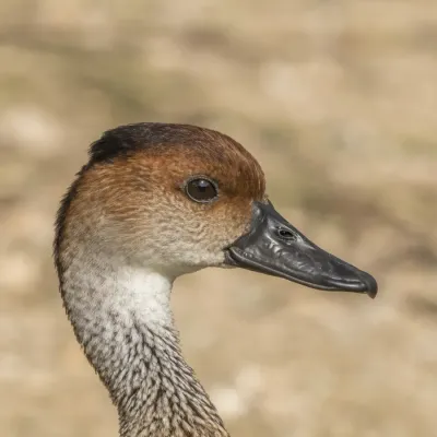 File:West Indian whistling duck (Dendrocygna arborea) head.JPG