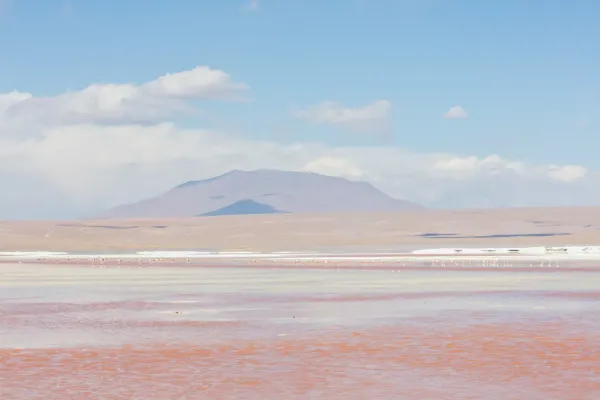 File:Flamencos andinos (Phoenicoparrus andinus), Laguna Colorada, Bolivia, 2016-02-02, DD 91.JPG