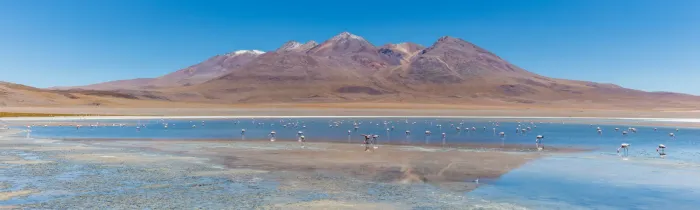 File:Flamencos andinos (Phoenicoparrus andinus), Laguna Cañapa, Bolivia, 2016-02-03, DD 63.JPG