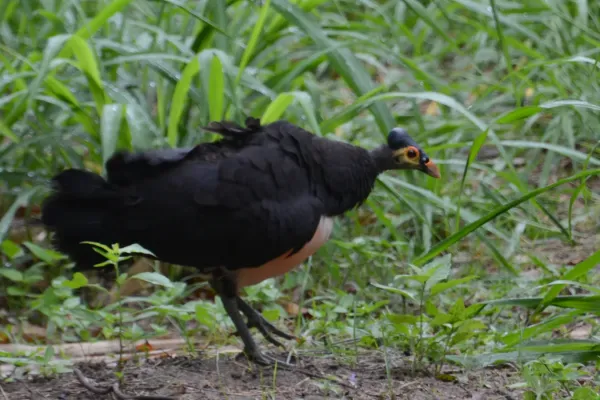 File:Macrocephalon maleo - Muara Pusian (1).JPG