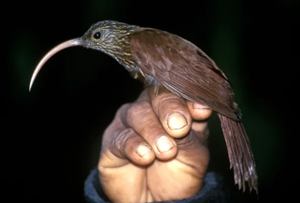 File:Campylorhamphus pusillus.jpg