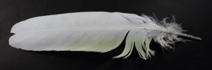 File:Salomonenkakadu Cacatua ducorpsii 6437.jpg