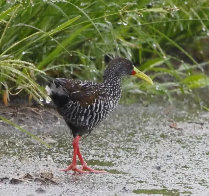 File:Pardirallus maculatus - Spotted rail.JPG