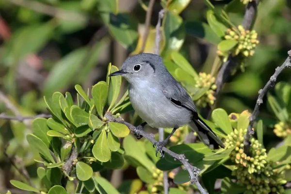 File:Cuban gnatcatcher (Polioptila lembeyei).JPG