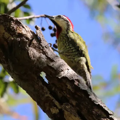 File:Cuban green woodpecker (Xiphidiopicus percussus percussus) male.JPG