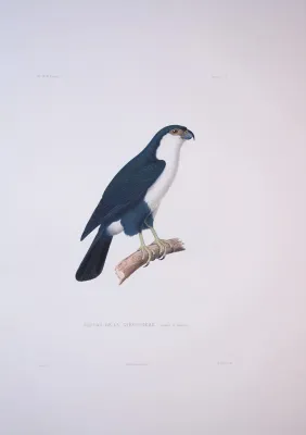File:Microhierax erythrogenys - Bonite-oiseaux-pl01.jpg