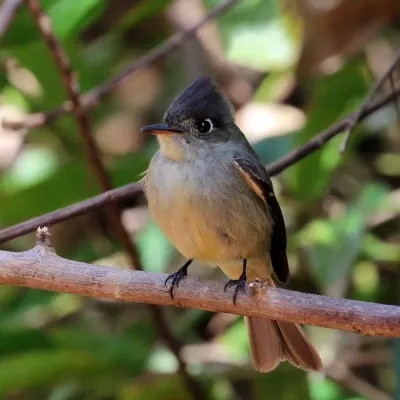 File:Cuban pewee (Contopus caribaeus caribaeus).JPG