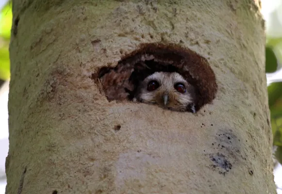 File:Cuban screech owl (Margarobyas lawrencii).JPG