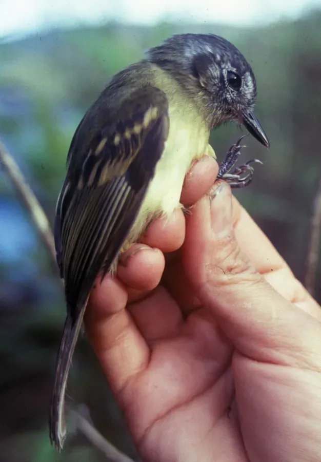 File:Leptopogon superciliaris.jpg